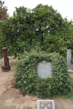 Parent Washington Navel Orange Tree and historical marker Riverside California