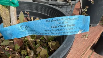 cfda tag on citrus tree