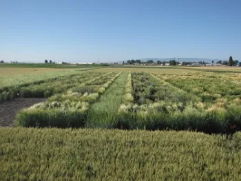 2011 Grain Trial at IRec