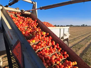 Tomato harvesting