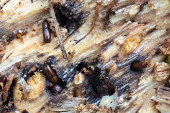 Mediterranean Oak Borer adults and dark-stained galleries on the wood of a valley oak.