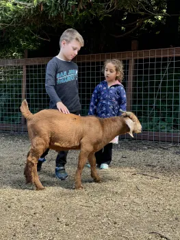 Students can get up close with our friendly livestock animals