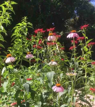 Lemon verbena, bee balm and echinacea growing together are a good example of companion planting. Joyce Hill.jpg