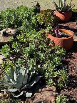 Some of the plants in the Succulent Garden in the Master Gardener Demonstration Garden at Patrick Ranch. Laura Kling.jpeg