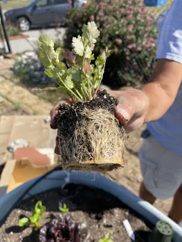 Gardener showing the roots of a root bound plant