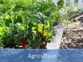 Agriculture