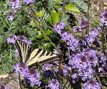 Compost enriches garden soil for healthy plants