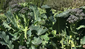 Broccoli photo Marty Nelson