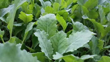 collard plant photo by Shariq Kashmiri