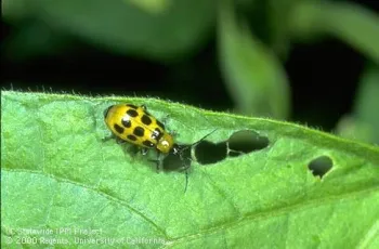 Diabrotica western spotted cucumber beetle common garden pest