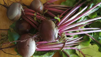 Beetroot photo Brianna Walther