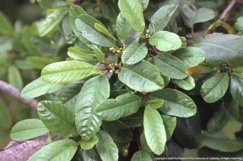 Frangula (Rhamnus) californica a native plant for the home garden
