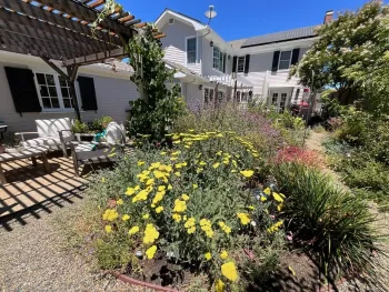 landscape after lawn removal