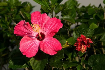 A healthy pink hibiscus flower next to a shriveled flower.