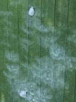 2 White flies on iris leaf