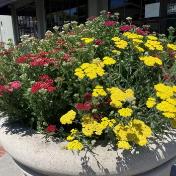 Yarrow in container