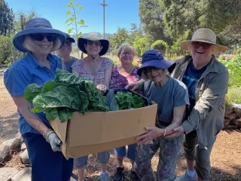 Master Gardener volunteers harvest veggies at Los Guilicos Demonstration and Teaching Garden