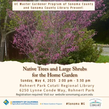 Native trees and large shrubs for Sonoma County home gardens