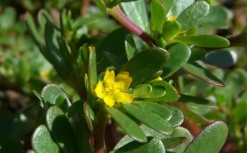 green purslane plant with yellow flower