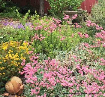 Plant articles for Sonoma County by UC Master Gardeners