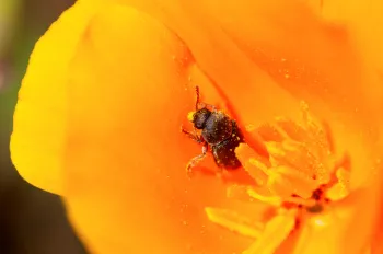 pollen beetle on flower