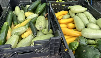 Squash harvest College of Marin Indian Valley Organic Farm and Garden photo Jean Christofferson