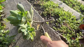 cutting succulent