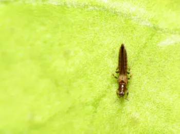 Thrips