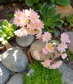 Benefits of selecting California native plants in Sonoma County gardens