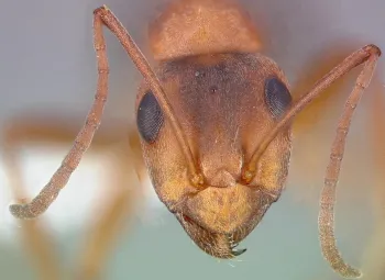 front antennae of ants have elbows