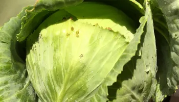 cabbage photo Jean Christofferson