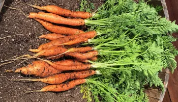 Carrots photo Jean Christofferson
