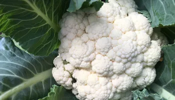 Califlower photo Jean Christofferson