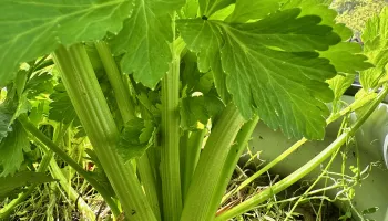 celery photo Jean Christofferson