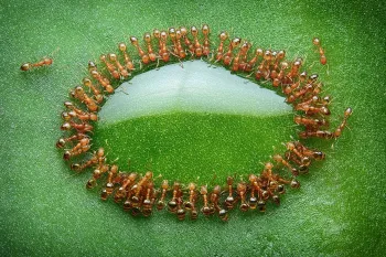 circle of ants