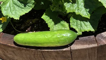cucumber