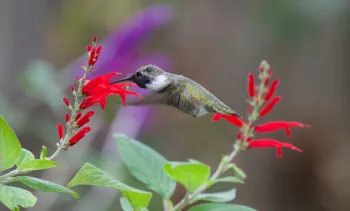 hummingbird at flower