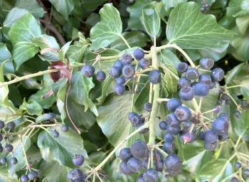 ivy berries