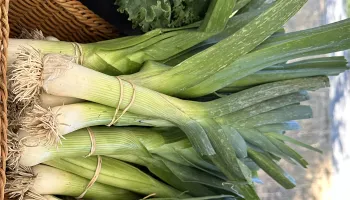 leeks at the College of Marin Indian Valley Organic Farm & Garden photo Jean Christofferson