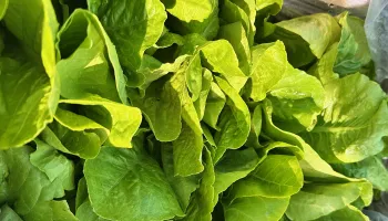 Lettuce