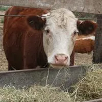 cow