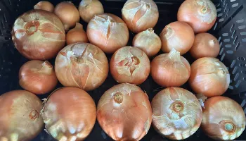onions cured and in storage