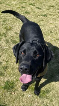 Detector dog standing like a good boy and peering into camera