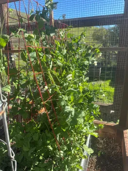climbing pea plants