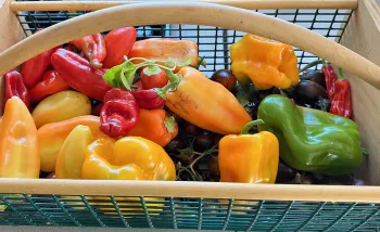 pepper varieties