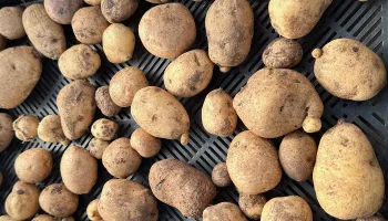 potato harvest
