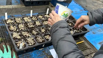 Planting seeds in seed flats