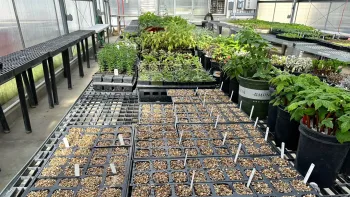 Seed flats in greenhouse