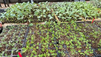 Sprouted seedlings