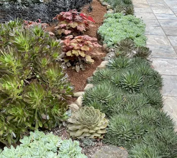 Adding succulents to a Sonoma County garden landscape